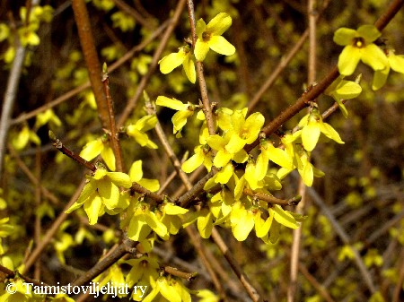 Forsythia ovata